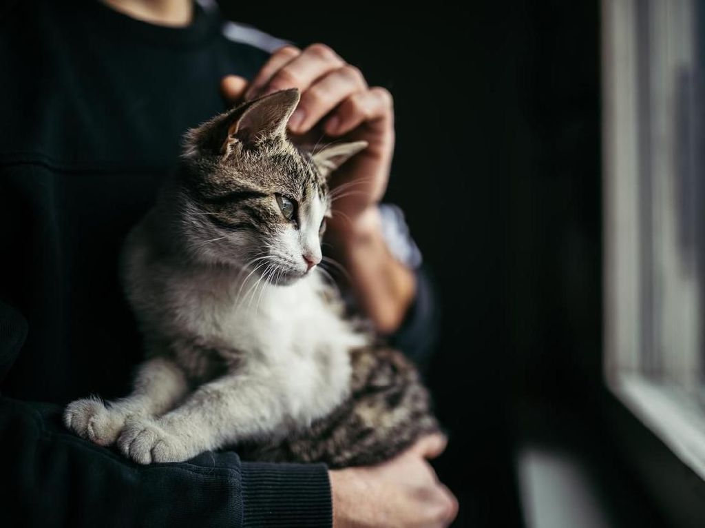Komunitas Cat Lovers Cari Pemuda Cekoki Miras ke Kucing yang Viral