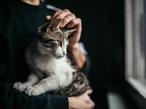 Heboh Pria Makan Kucing di Kemayoran, Kenapa Orang Makan Hewan Hidup-hidup? Heboh Pria Makan Kucing di Kemayoran, Kenapa Orang Makan Hewan Hidup-hidup?
