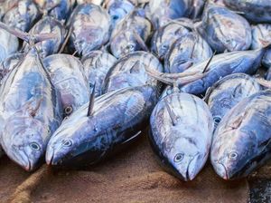 Jurus KKP Perlancar Ekspor dan Kendalikan Impor Komoditas Perikanan