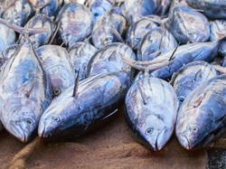 Di Tengah Pandemi Corona, Ekspor Perikanan Masih Moncer