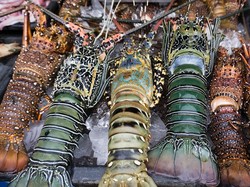 Nelayan Pangandaran Tolak Ekspor Benih Lobster Dibuka!