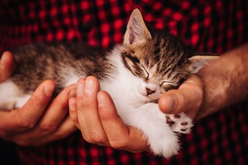 Mengapa Kucing Sering Tidur Sepanjang Hari?
