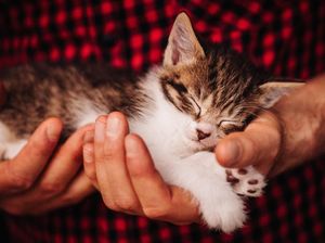 Heboh Puluhan Kucing Mati di Karanganyar, Ini Fakta yang Terungkap Heboh Puluhan Kucing Mati di Karanganyar, Ini Fakta yang Terungkap
