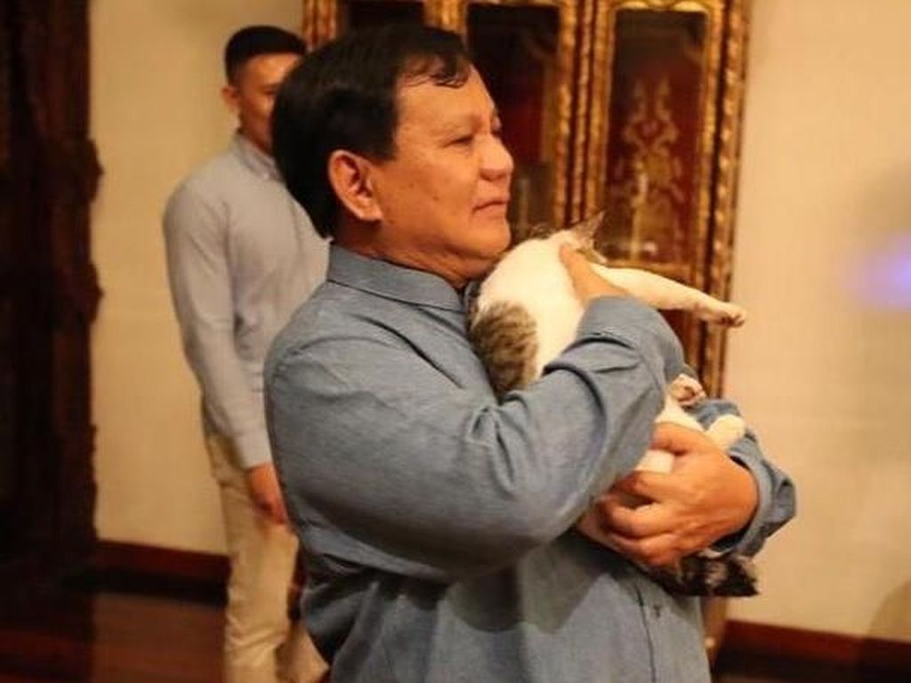 Pelanggaran! Tingkah Bobby, Kucing Prabowo yang Bikin Keki Pelanggaran! Tingkah Bobby, Kucing Prabowo yang Bikin Keki