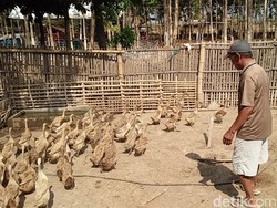 Nasib Sontoloyo, Jadi Ledekan hingga Bangkrut Digulung Wabah