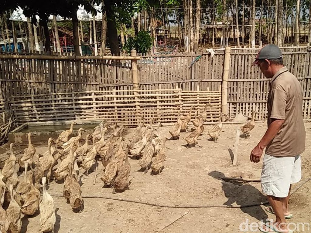 Nasib Sontoloyo, Jadi Ledekan hingga Bangkrut Digulung Wabah Nasib Sontoloyo, Jadi Ledekan hingga Bangkrut Digulung Wabah