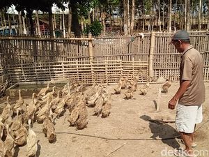 Mau Jadi Sontoloyo? Ini Penghasilan Tiap Harinya Mau Jadi Sontoloyo? Ini Penghasilan Tiap Harinya