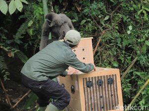 4 Owa Jawa Dilepasliarkan di Gunung Tilu Bandung 4 Owa Jawa Dilepasliarkan di Gunung Tilu Bandung