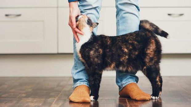 ilustrasi kucing