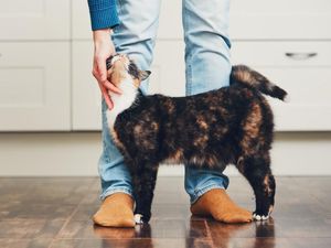 Kena Infeksi, Kucing Meme Legendaris Grumpy Cat Meninggal