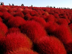 Bukan Sakura, Ini Bunga Semerah Darah Milik Jepang Bukan Sakura, Ini Bunga Semerah Darah Milik Jepang