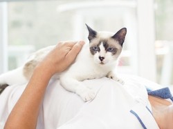 Ngeri! Daging Kucing di China Dimakan, Kulitnya untuk Aksesoris