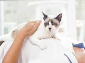 Ngeri! Daging Kucing di China Dimakan, Kulitnya untuk Aksesoris Ngeri! Daging Kucing di China Dimakan, Kulitnya untuk Aksesoris