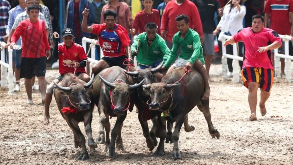 Foto: Karapan Sapi Ala Thailand Foto: Karapan Sapi Ala Thailand