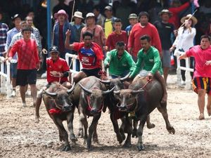 Foto: Karapan Sapi Ala Thailand