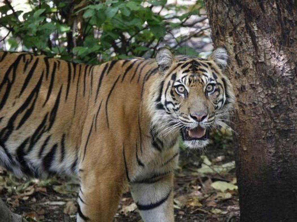 Usai Liburan dari Indonesia, Turis Australia Dilarang Kunjungi Kebun Binatang