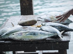 Strategi KKP Genjot Produksi Tuna, Cakalang & Tongkol