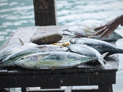 Strategi KKP Genjot Produksi Tuna, Cakalang & Tongkol