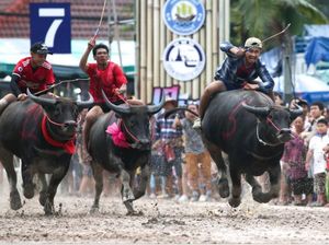 Tak Hanya Indonesia, Thailand Juga Punya Balapan Sapi Tak Hanya Indonesia, Thailand Juga Punya Balapan Sapi