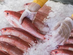 Trenggono Sebut Pasokan Ikan Capai 2,98 Juta Ton, Cukup buat Ramadan?