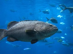 Kanibalisme Induk Ikan, Makan Bayinya Saat Kelaparan