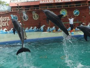 Bermain Bersama Lumba-lumba di Batang, Ini Tempatnya