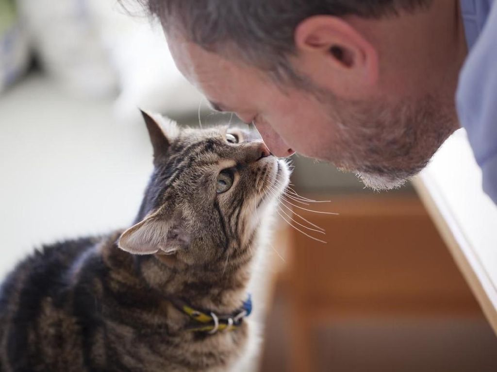 Daripada Makan Makanan Kucing di Tanggal Tua, Coba Tips dari Ahli Gizi Daripada Makan Makanan Kucing di Tanggal Tua, Coba Tips dari Ahli Gizi