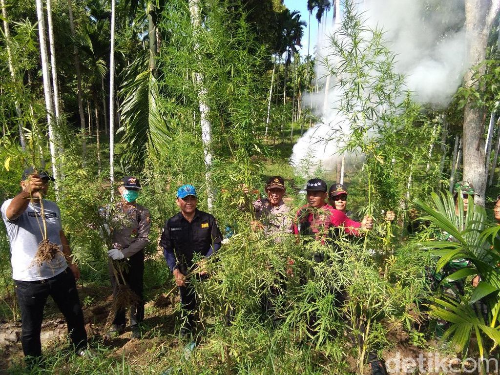 BNN Musnahkan 13,5 Hektare Ladang Ganja di Aceh BNN Musnahkan 13,5 Hektare Ladang Ganja di Aceh