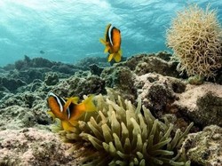 Surga Bawah Laut Mesir, Taman Nasional Ras Mohammad