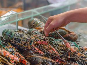 Benih Lobster Sering Diselundupkan karena Budi Dayanya Lama Benih Lobster Sering Diselundupkan karena Budi Dayanya Lama
