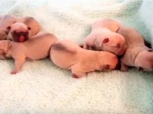 Todong Ibu Hamil, Kawanan Perampok Rampas 8 Ekor Anak Anjing