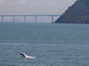 Jembatan Terpanjang Dunia di China Dianggap Ancam Populasi Lumba-Lumba Jembatan Terpanjang Dunia di China Dianggap Ancam Populasi Lumba-Lumba