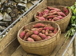 Tak Harus Sahur Oatmeal Agar Kuat Puasa, Ubi dan Jengkol Juga Tinggi Serat