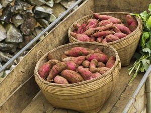 Tak Harus Sahur Oatmeal Agar Kuat Puasa, Ubi dan Jengkol Juga Tinggi Serat Tak Harus Sahur Oatmeal Agar Kuat Puasa, Ubi dan Jengkol Juga Tinggi Serat