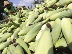 Panen Jagung Serentak, Kementan: Stok Melimpah dan Surplus