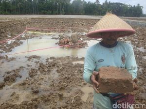 Garap Sawah, Warga Cilacap Temukan Batu Bata Kuno Ukuran Jumbo