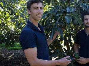 Dua Milennial Australia Menggeruk Uang dari Jualan Alpukat