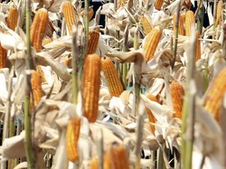 Kementan Harap Harga Jagung Tak Rugikan Petani dan Peternak