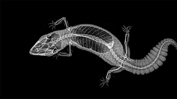 Potret Hewan Dalam Sinar X yang Mengejutkan