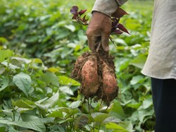 Pemerintah Pertimbangkan Pembatasan Impor Singkong