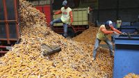 Kemendag Alami Dilema Impor, Walau Harga Jagung Naik Tinggi