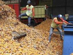 Petani Jagung Bicara Soal Rencana Impor 100.000 Ton
