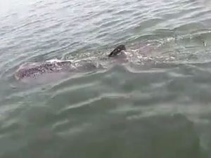 Hiu Paus Muncul Lagi di Kepulauan Seribu