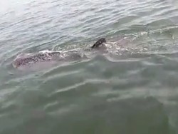 Hiu Paus Muncul Lagi di Kepulauan Seribu