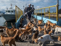 Di Pulau Jepang Ini, Kucing dan Rusa Berperan Penting Bagi Wisata