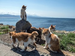 Gemas Banget, Pulau Ini Dihuni Ratusan Kucing