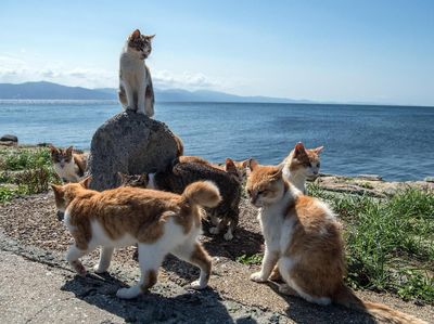 Berkunjung ke Pulau Kucing di Jepang