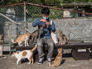 Nasib Miris Pulau Kucing