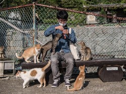 Bikin Gemas! Kota-kota Ini Dipenuhi Kucing di Tiap Sudutnya