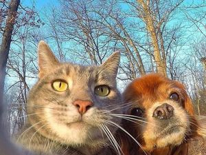 Kucing Vs Anjing, Mana Lebih Pintar?